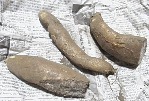 ユリ科の有毒植物を長イモと間違えて食べた男性、食中毒????