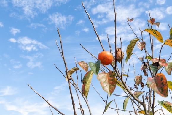 【画像あり】ワイドカタ、野生の柿を取ったったｗｗｗｗｗｗｗｗｗｗｗｗｗｗｗ