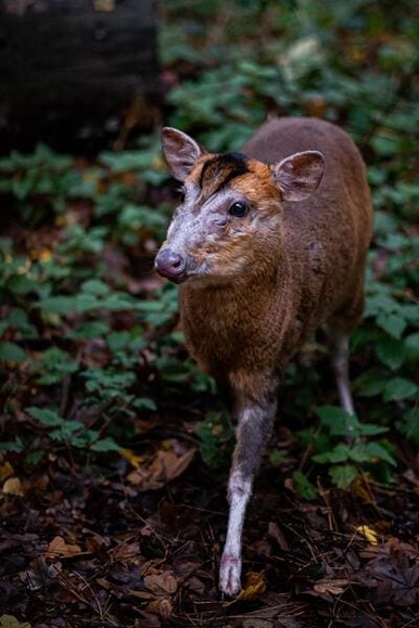 【画像】謎の勢力「ジビエ食え 害獣駆除になるしうまいぞ」それではジビエの値段をご覧ください