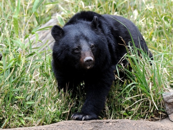 クマ対策→山に食べ物撒くだけ