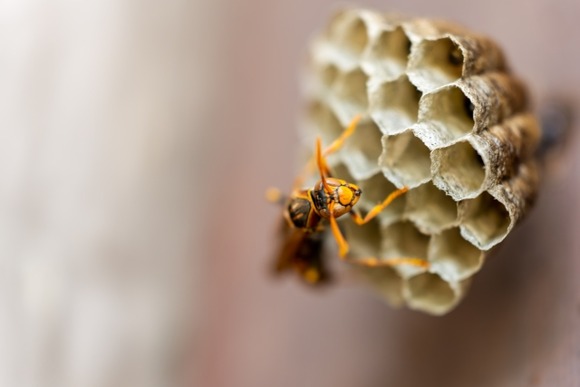 ハチの駆除業者やってるけど死にたい・・・
