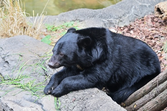 長野県、クマ駆除せず…お仕置きして人間の怖さを覚えさせる