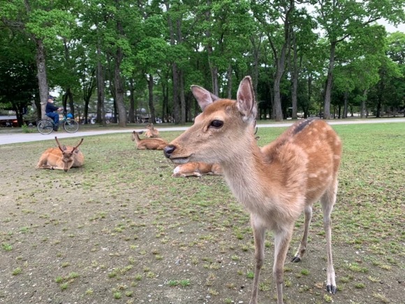 【動画】奈良のシカ、赤ちゃんを突き飛ばしてしまう