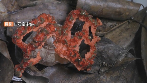 【島根】とにかく臭い珍キノコ「アンドンタケ」見つかる！日本海側で初の発見か　「ぼっとん便所」のような強烈な臭い