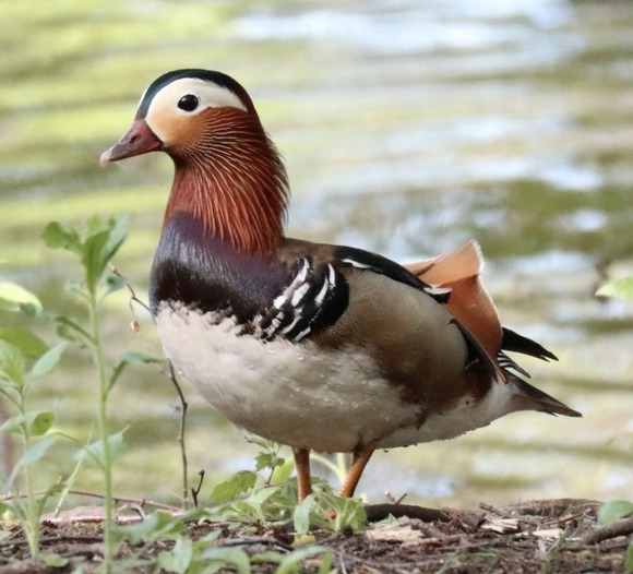 野鳥写真家だけど質問ある？