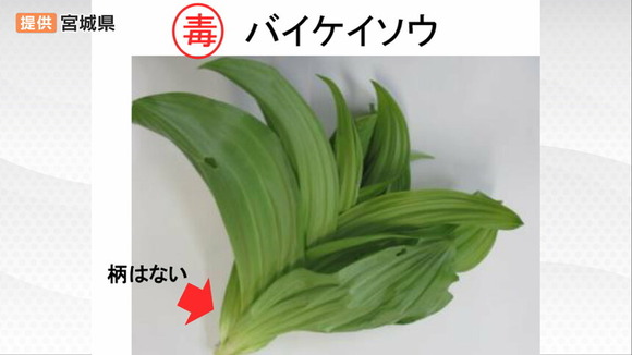 【宮城】有毒植物「バイケイソウ」食べた60代男性が腹痛・吐き気の食中毒“加熱しても毒消えない”最悪死に至る植物と山菜の違いは