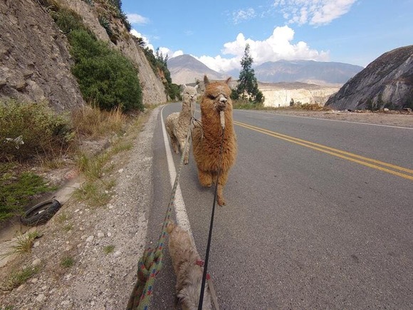 【画像】（続き）アルパカやリャマを仲間にしてアンデス山脈を冒険した時の写真貼ってく