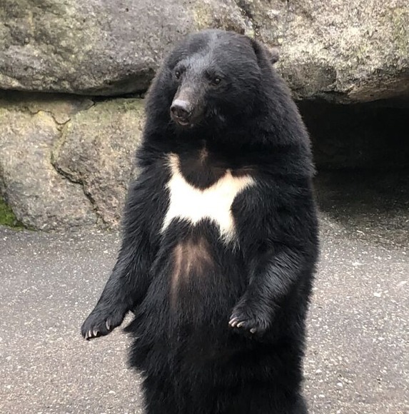 でもさ、流石にクマ駆除するのって可哀想じゃね？
