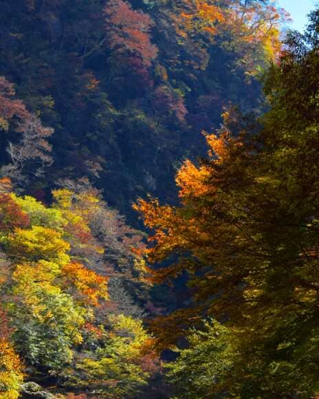 【画像】田舎の山に車で行った