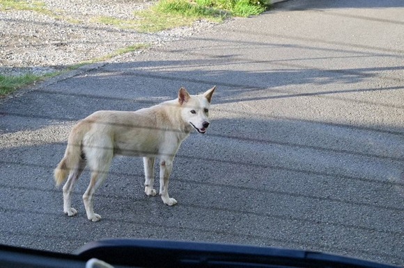 【和歌山】「日本のアマルフィ」に40匹の野犬、糞尿被害…和歌山が本格対策へ
