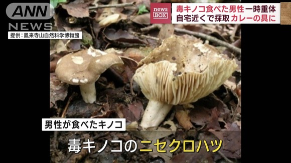 初めて採ったキノコでカレー作る→食べて重体