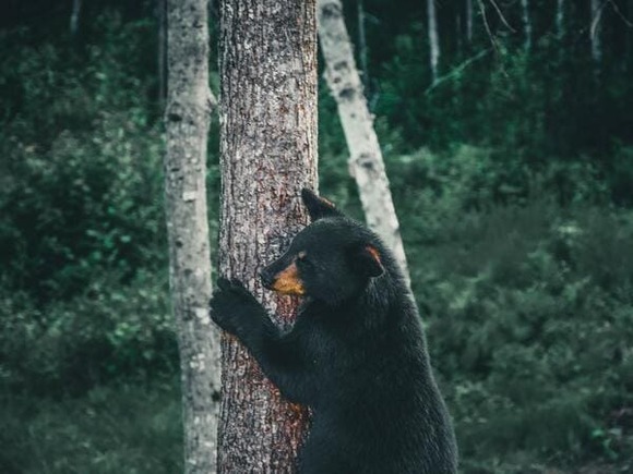 【画像】クマの毛が抜けた結果ｗｗｗｗｗｗｗｗｗｗｗ