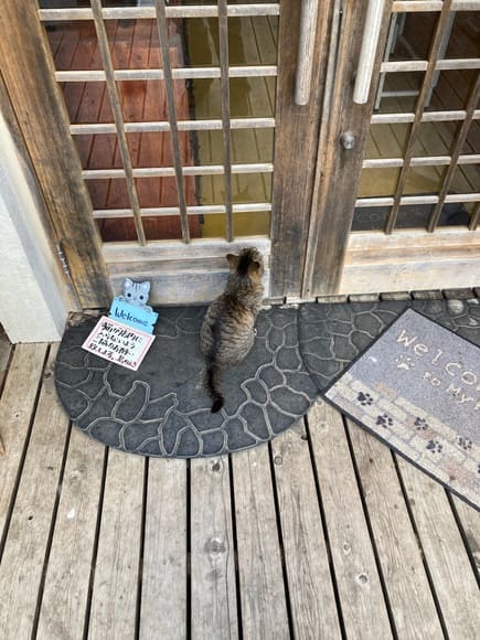 【画像】ネコの島にきた
