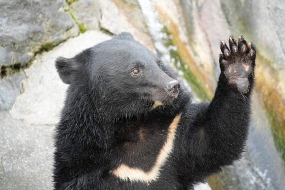 栗東市にクマが出現！トレセンからわずか数キロの距離