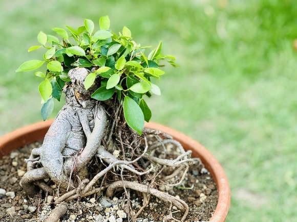 観葉植物ってどうやって処分すればいいの？