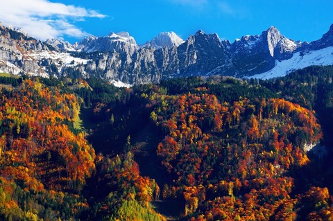 紅葉