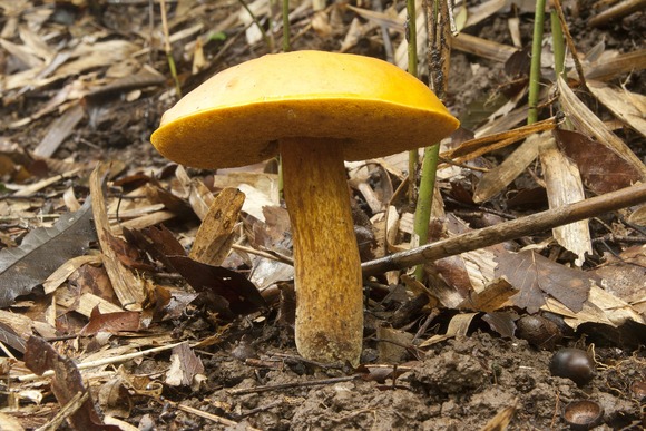 2880px-Boletus_aurantiosplendens_04