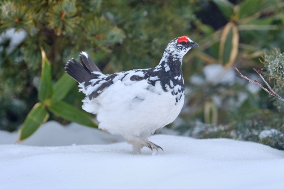 雷鳥ってかわいいけどうまそうじゃね？