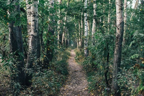 登山道