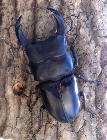 【画像】ワイのオオクワ、かっこいい