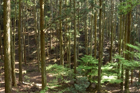 【岐阜】「下山したら１人足りない」境界の確認作業で入山の男性が行方不明