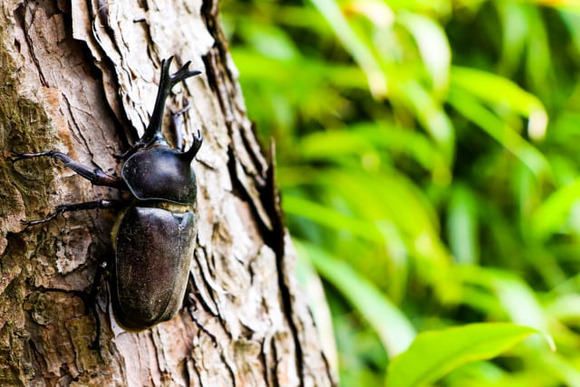 カブトムシ