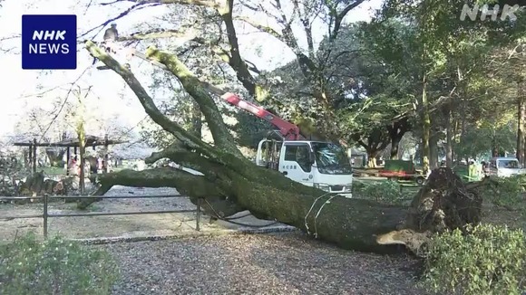 【東京】公園でサクラの木倒れる 先月にも 管理事務所が原因調査