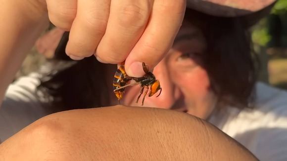 生物専門家YouTuber、「オオスズメバチに刺されてみた」