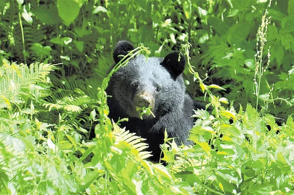 木の実が不作で子連れのクマが人里に…宅地開発で「アーバンベア」の被害相次ぐ