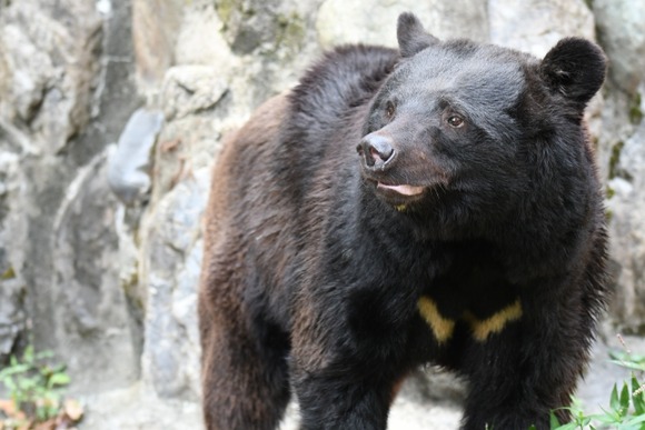 【画像】クマ対応で派遣された自衛隊、装備がちいかわの討伐仕様みたい