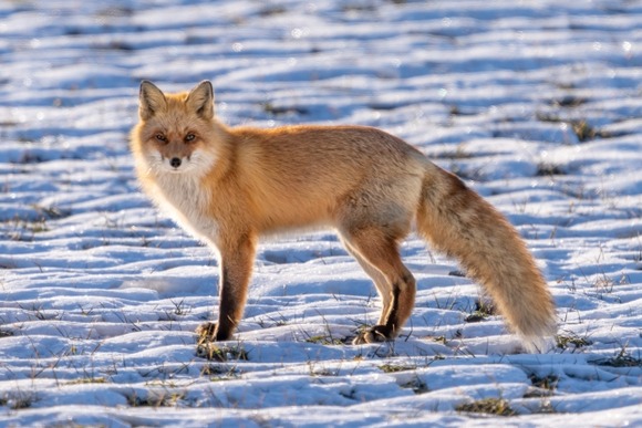 【札幌】「キタキツネ」が襲撃か？　住宅街で犬を追いかける姿がドラレコに…