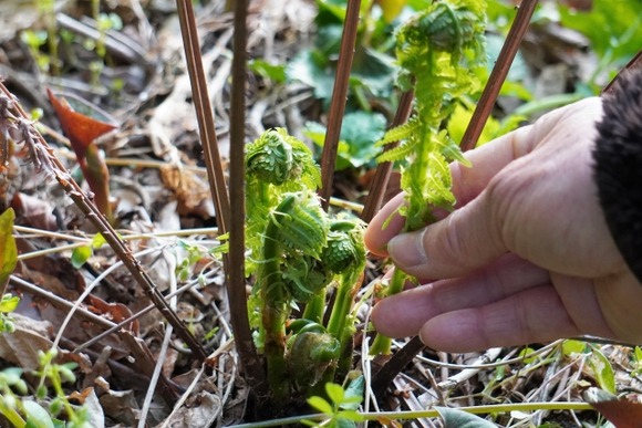山菜採りってほぼほぼ違法らしい