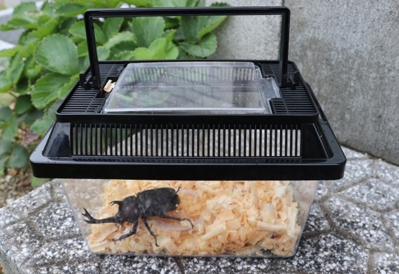 ガキの頃に虫を捕まえて飼ってたけど、今考えるとあり得ないよな