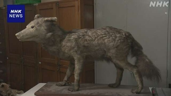 【狼】ヤマイヌのはく製、絶滅したニホンオオカミか…気づいたのは都内の女子中学生　「これはニホンオオカミだなと、ピピッときた」