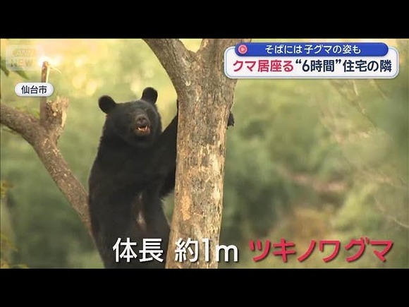 住宅街で罠にかかった親子クマが駆除されたニュースを見ると、心が苦しくなるのはなぜだろう