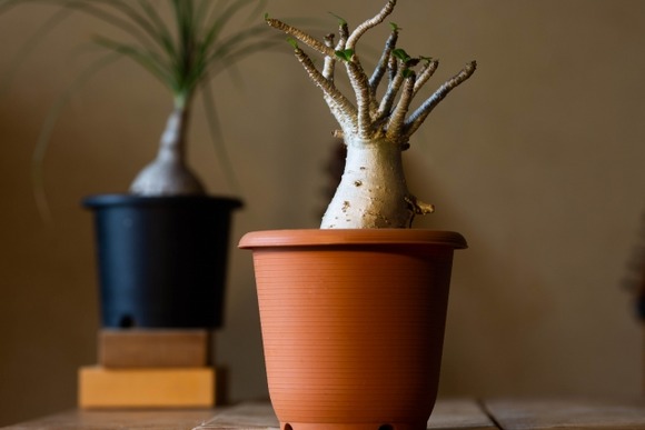 キャンプ用品ブームが冷えてきて、次は植物に目を付けてる店が増えてるな