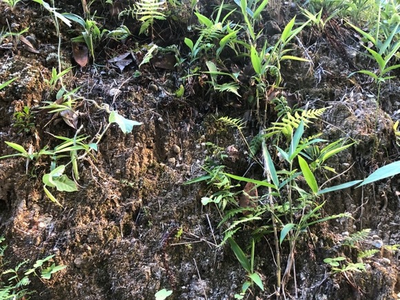 土って食べたら栄養取れないんか？