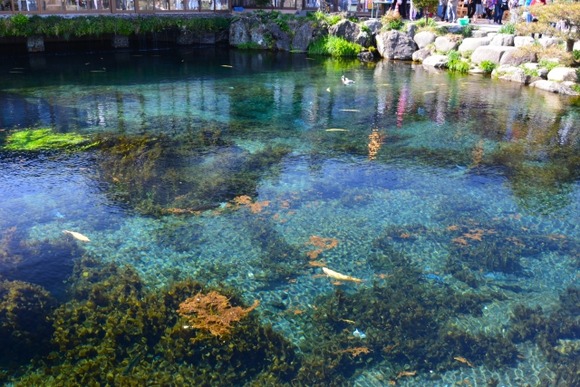 外国人さん、忍野八海の池にコインを投げ込む迷惑行為