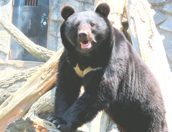 【悲報】クマさん　車にはねられる・・・