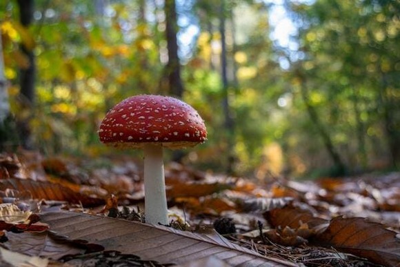 【画像】幻想的な「きのこ」たちを見ていってくれ