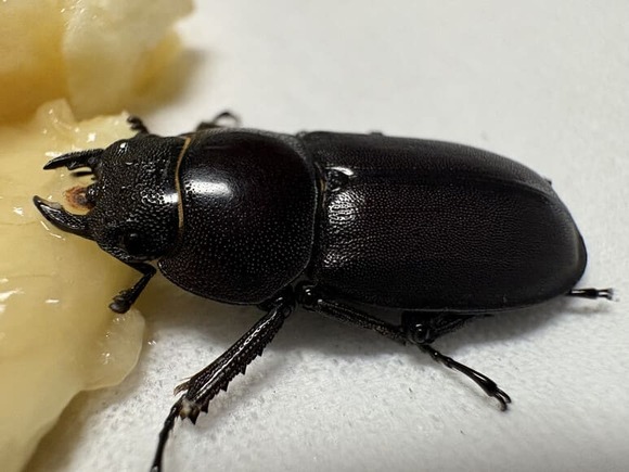 【画像】部屋の中にクワガタおった