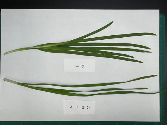 【岐阜】スイセンを食べた女性が食中毒に…家族がニラと間違え餃子に調理