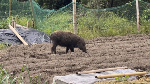 【兵庫・西宮】住宅街でイノシシに体当たりされ女性重傷か　犬の散歩中、転倒し腕を骨折