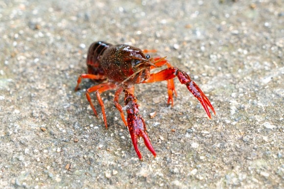 【画像】ザリガニ釣りやるでー！