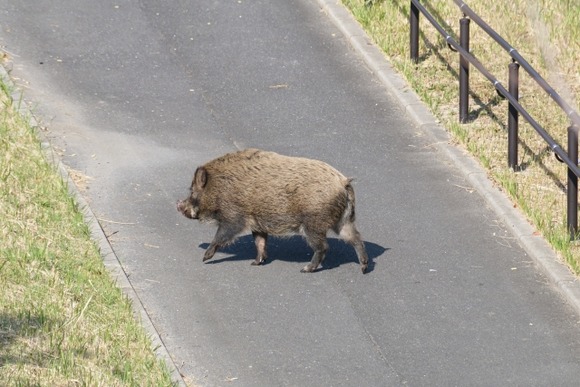 20年前までほとんどイノシシがいなかった千葉県、たった20年で全域がイノシシ天国になる