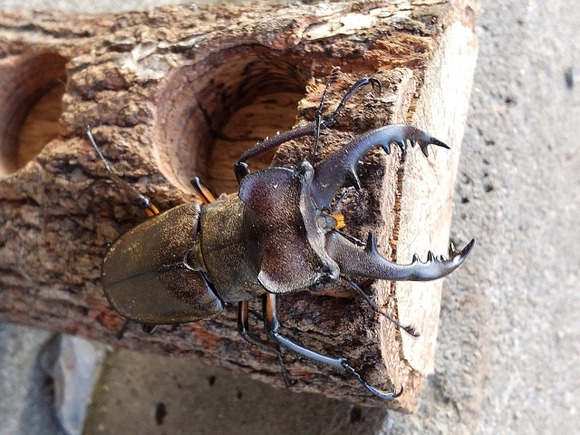 24074039_s