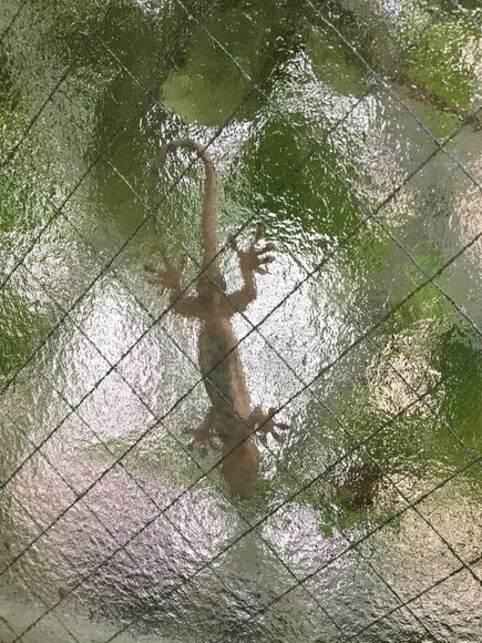 【画像】俺の家のお風呂、ヤモリの楽園になる