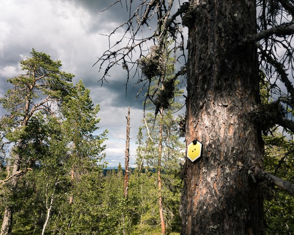 forest