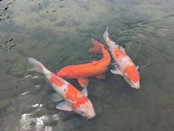 611