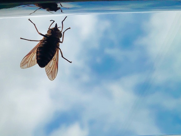 クソ田舎の川でキャンプって、アブやブヨ大量に出ないのか？